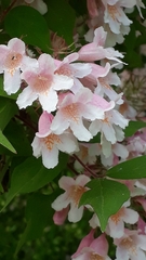 Kolkwitzia amabilis