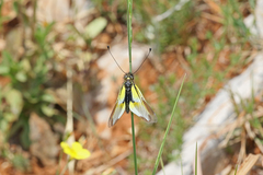 Libelloides baeticus