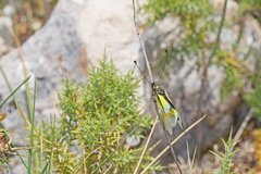 Libelloides baeticus
