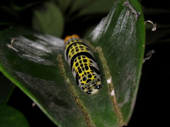 Bibasis gomata