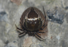 Hadrotarsinae