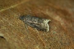 Grapholita funebrana