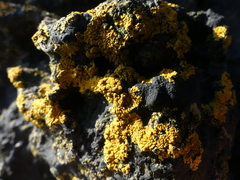 Variospora thallincola