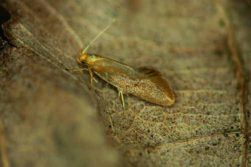 Golden-brown Tubic