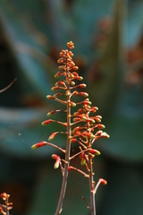 Aloe chabaudii