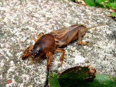 Gryllotalpa