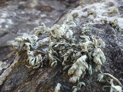 Ramalina siliquosa