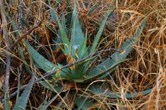 Aloe chabaudii