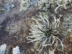 Ramalina cuspidata