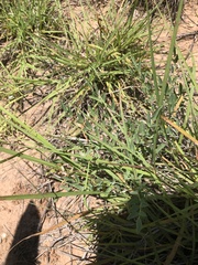 Astragalus lotiflorus