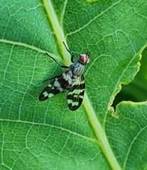 Otites centralis