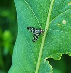 Otites centralis