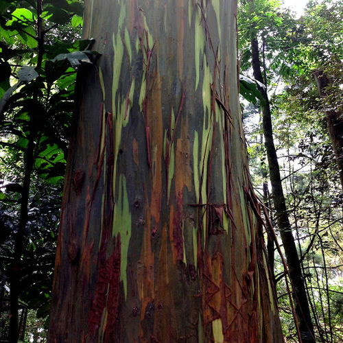 Eucalyptus deglupta