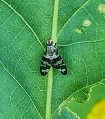 Otites centralis