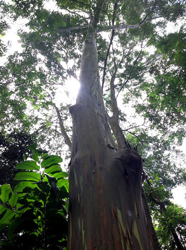 Eucalyptus deglupta