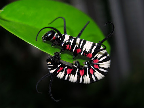 Euploea eunice