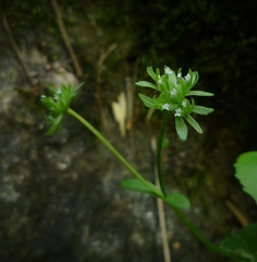 Valerianella locusta
