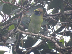 Aulacorhynchus prasinus caeruleogularis