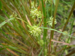 Valerianella locusta