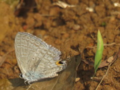 Catochrysops panormus exiguus