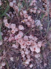 Astragalus halicacabus