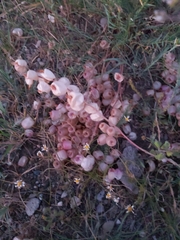 Astragalus halicacabus