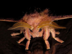 Cricula trifenestrata