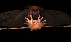 Cricula trifenestrata