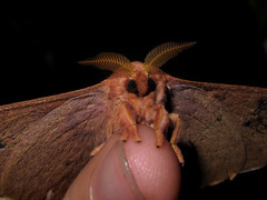 Cricula trifenestrata