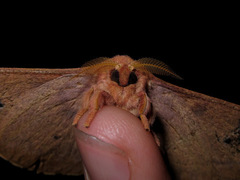 Cricula trifenestrata