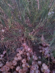 Astragalus halicacabus