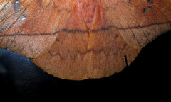 Cricula trifenestrata