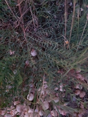 Astragalus halicacabus