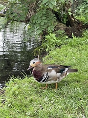 Aix galericulata