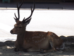 Cervus nippon