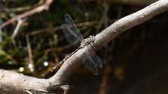 Austroaeschna subapicalis