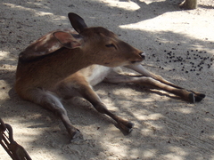 Cervus nippon