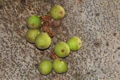 Ficus sansibarica