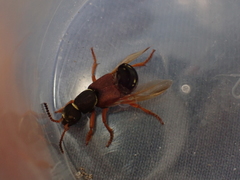 Staphylinus dimidiaticornis