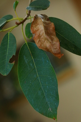 Ficus sansibarica
