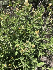 Mentzelia reverchonii