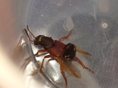 Staphylinus dimidiaticornis