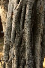 Ficus sansibarica