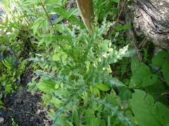 Cirsium arvense arvense