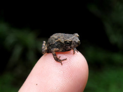 Duttaphrynus melanostictus