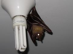 Cynopterus brachyotis