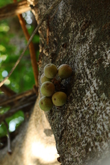 Ficus sansibarica
