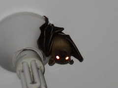 Cynopterus brachyotis