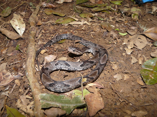 Xenodon rabdocephalus