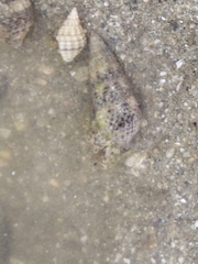 Paguroidea